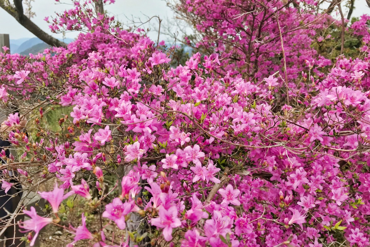 さいきの四季折々の景色をたずねて 花マップ イベント 佐伯市観光ナビ