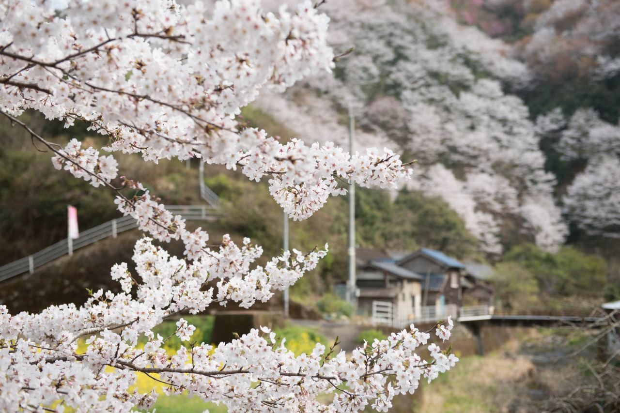 岩屋の千本桜 観光スポット 佐伯市観光ナビ