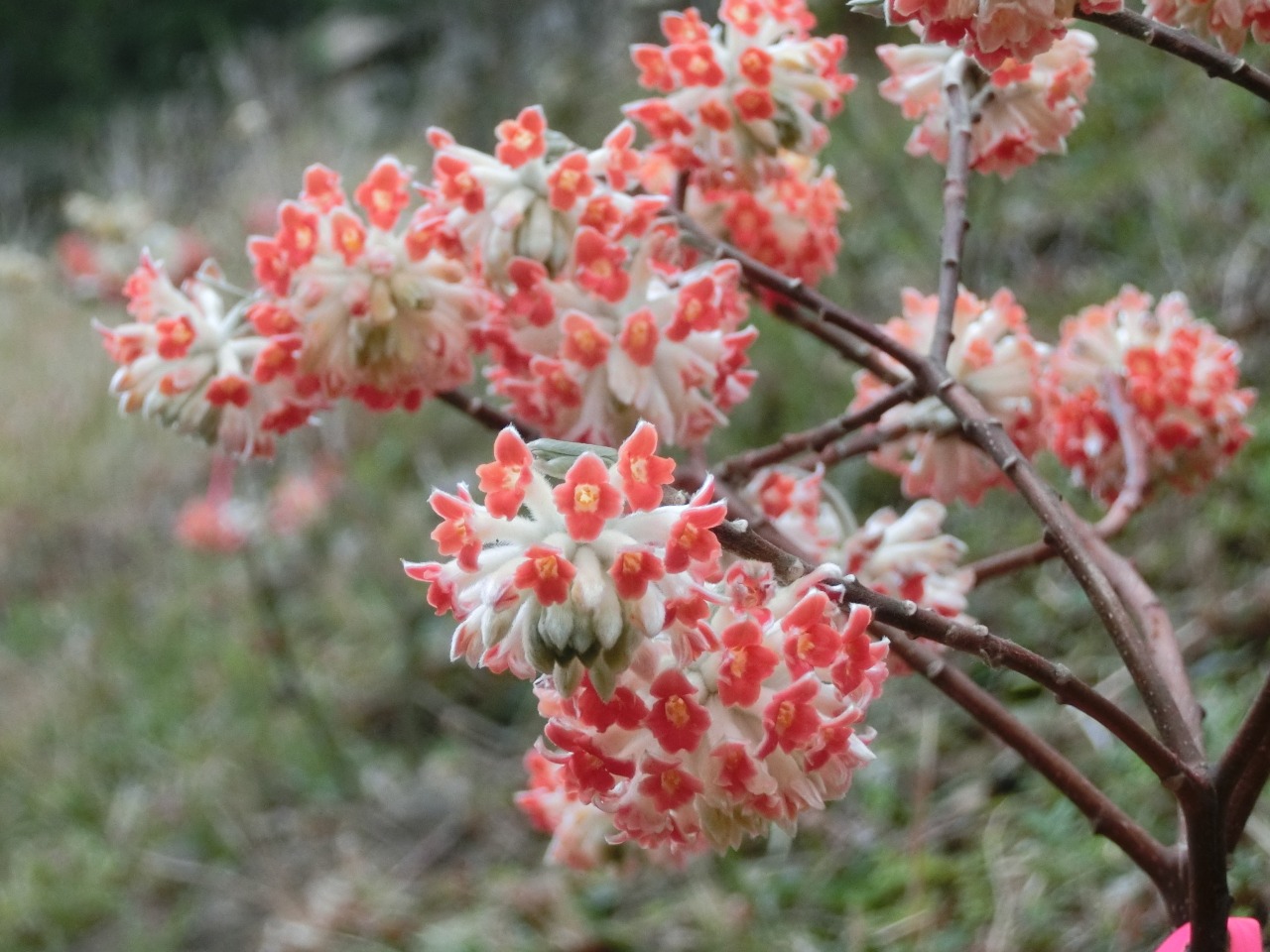 さいきの四季折々の景色をたずねて 花マップ 観光スポット 佐伯市観光ナビ