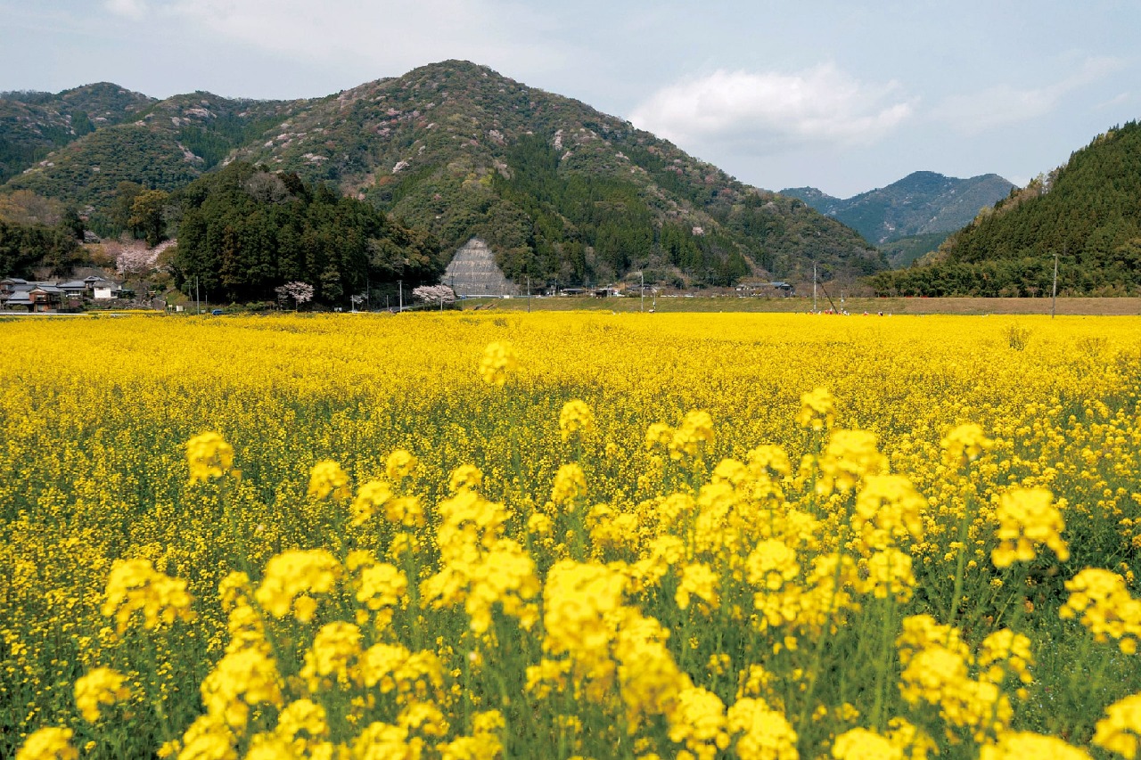 100万本の菜の花畑